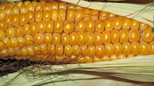 granturco