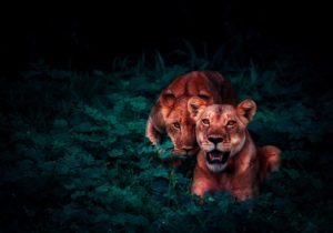 lions-2702828_1920