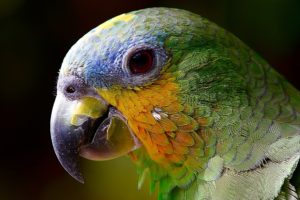 parrot-2756488_1920