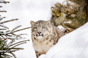 snow-leopard-1985510_1920